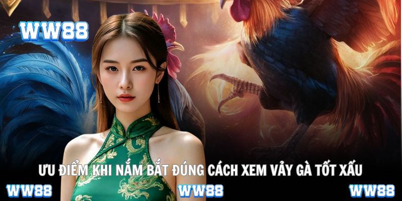 Biết cách xem vảy gà tốt xấu, tăng lợi thế cược và chọn chiến kê hay